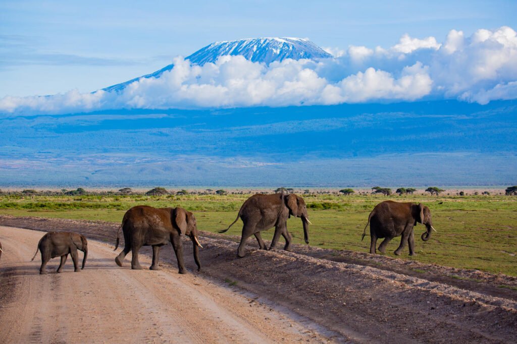 16._amboseli_elephants