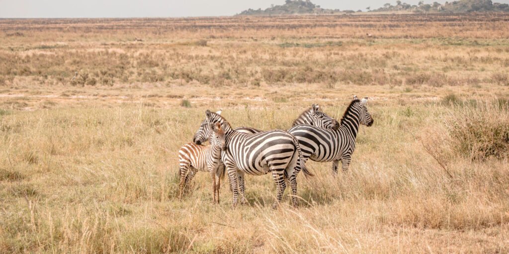 1738156338399_shutterstock_2163964109