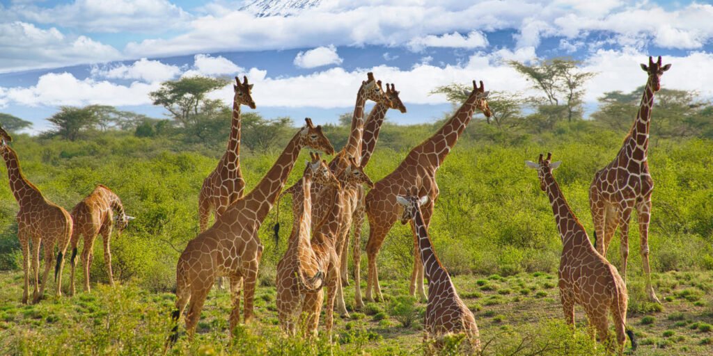 1762240582544shutterstock2267253611-cropped