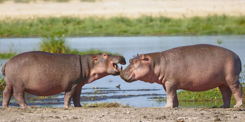 1762243264458shutterstock2583200255-cropped