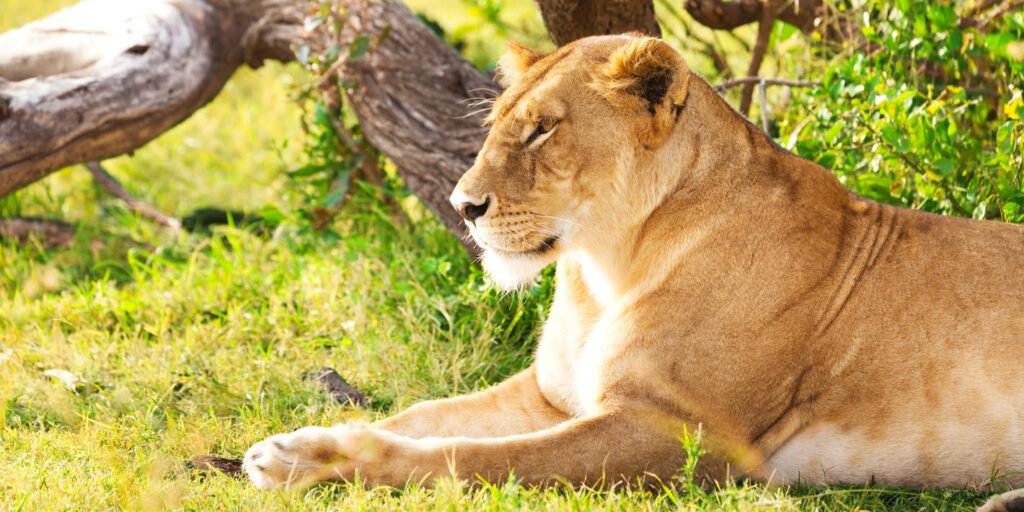 amboseli_national_park-istock-628922952