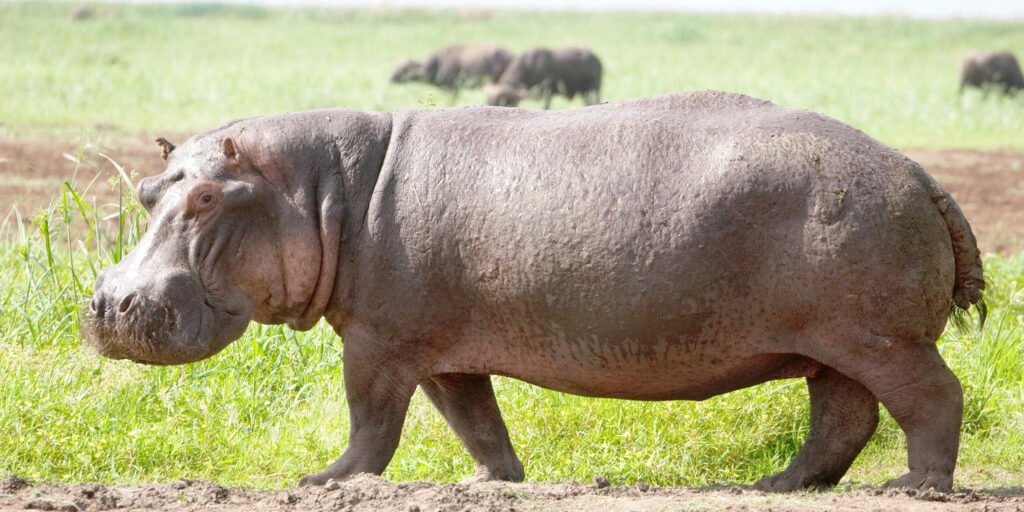 lake_magadi-shutterstock-1784102333