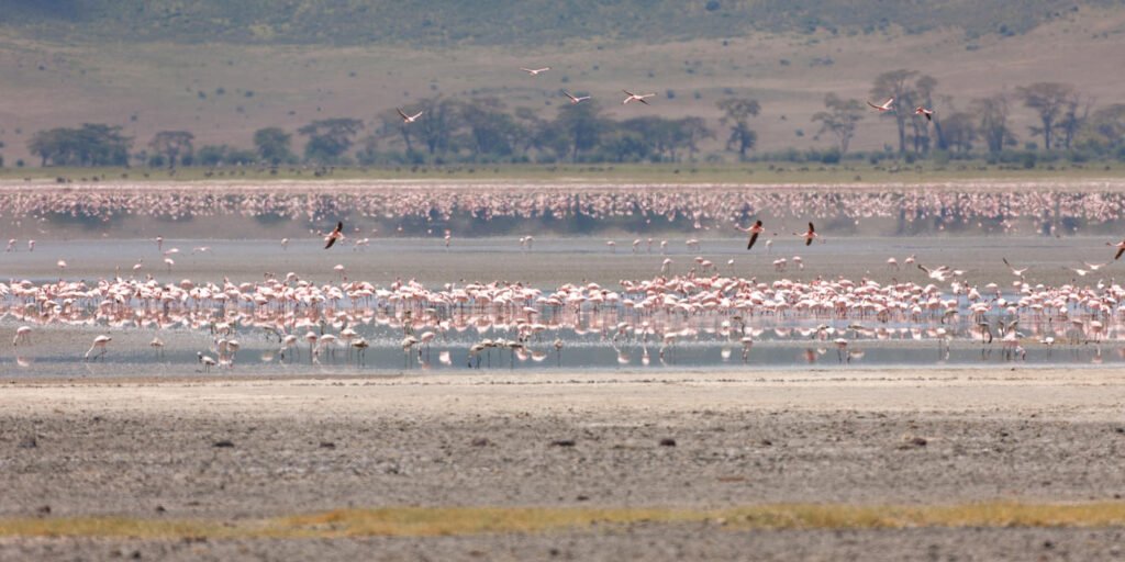 lake_magadi-shutterstock-625658804