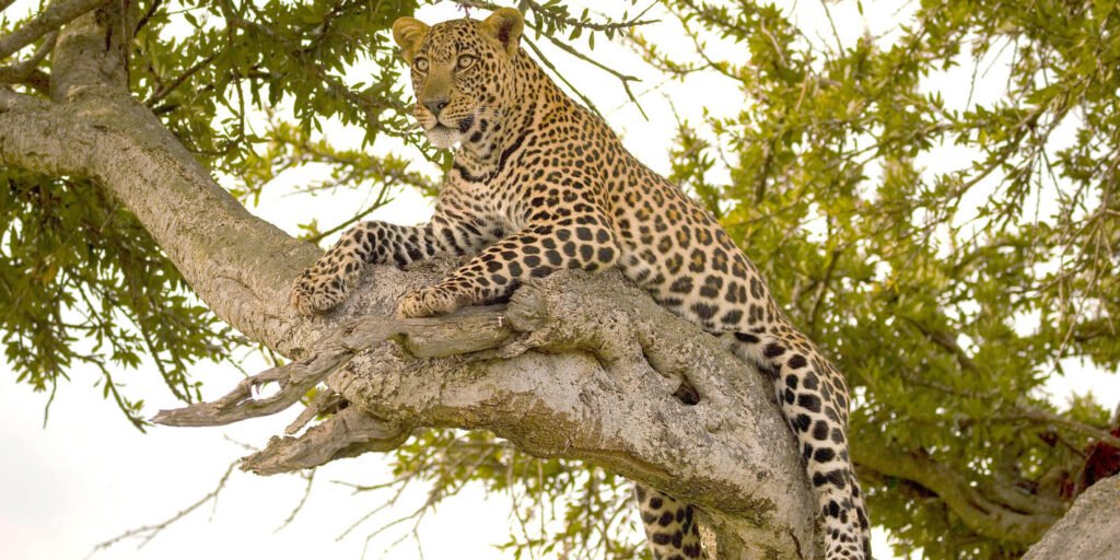 masai_mara_national_reserve-shutterstock-503477863