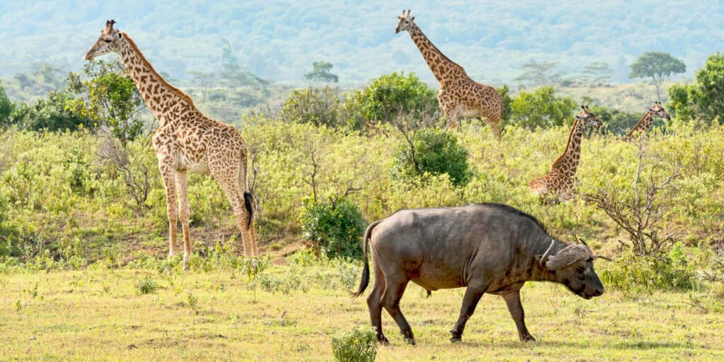 shutterstock_1713478198