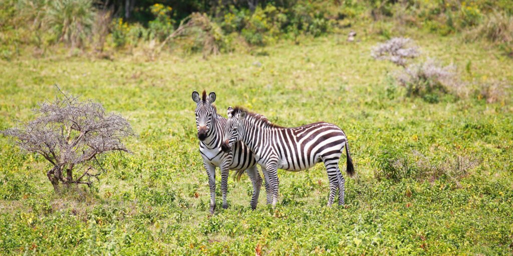 shutterstock_2054136812