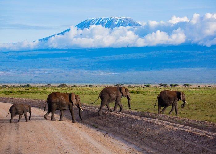 16._amboseli_elephants