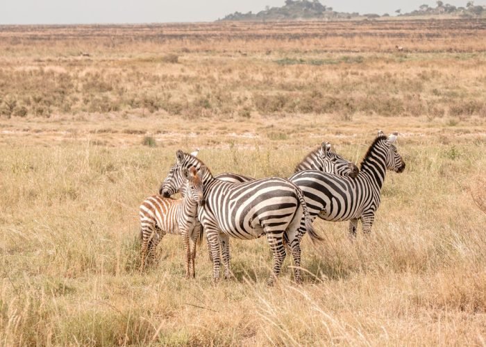 1738156338399_shutterstock_2163964109