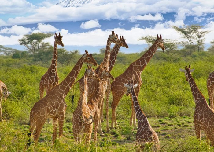 1762240582544shutterstock2267253611-cropped