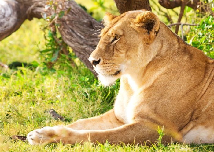 amboseli_national_park-istock-628922952