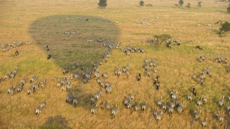 baloon_safaris_-_serengeti_serena_safari_lodge