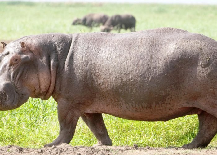 lake_magadi-shutterstock-1784102333