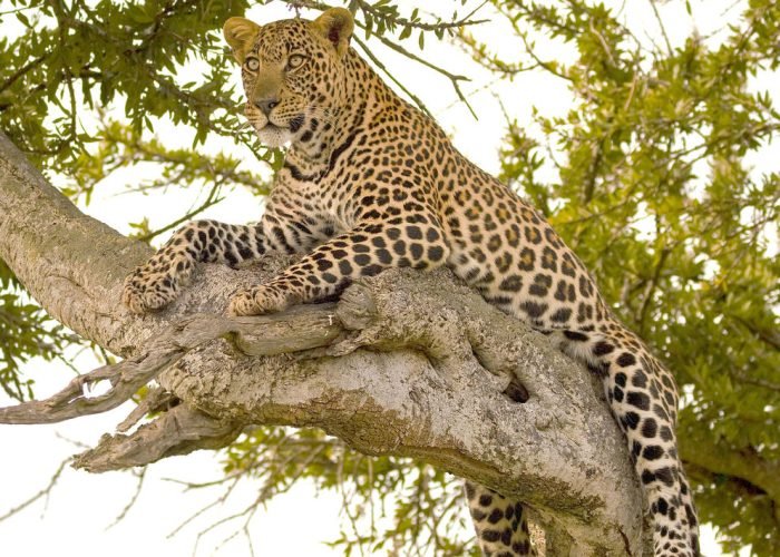 masai_mara_national_reserve-shutterstock-503477863