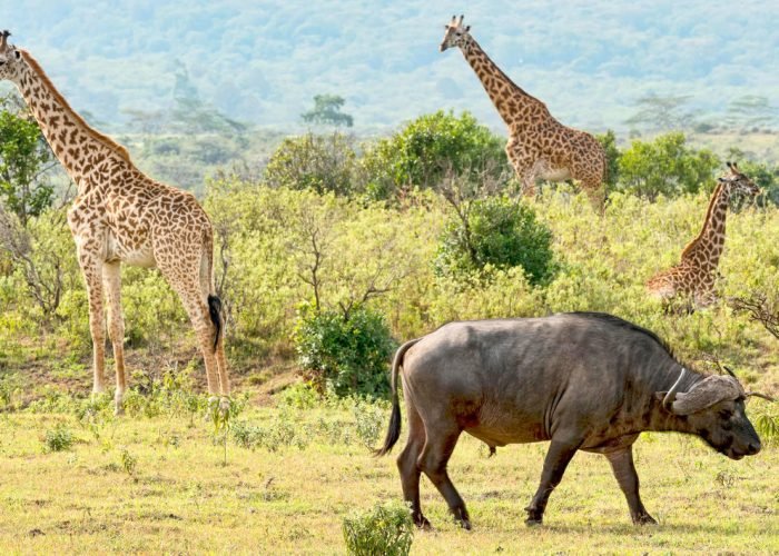 shutterstock_1713478198