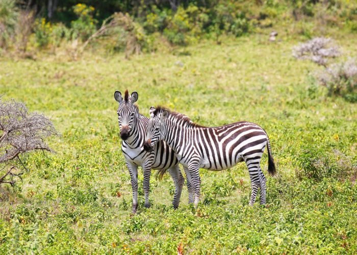 shutterstock_2054136812